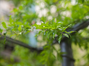 Апартаменты HB apartments Irakli Abashidze