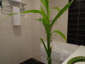 Отель Le Grande Plaza Tashkent