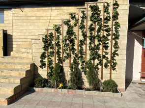 Гостевой Дом Дворик