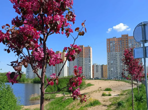 Квартира 1-комнатная Квартира Сеть Апартаментов Триче