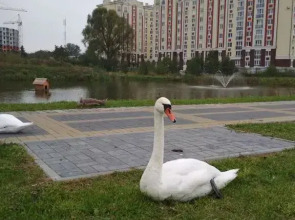 Апартаменты фисташковые на Солнечной улице 17