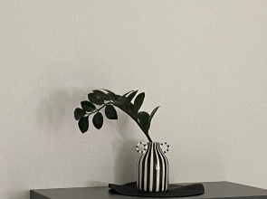 Квартира с замиакулькасами