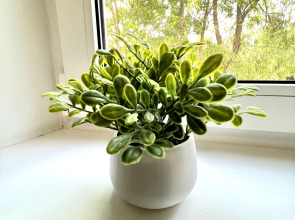 Квартира  Mukava Perheasunto Sortavalassa