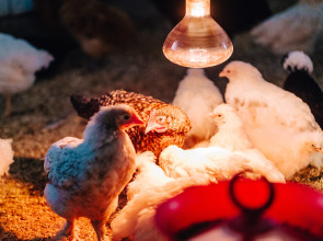 База отдыха Агротуристический комплекс Эль Ранчо