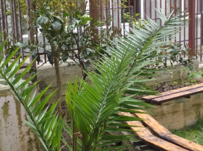 Гостевой дом Банановый рай