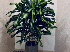 Бутик-отель Bristol Hotel Tashkent