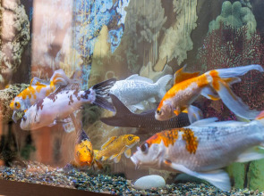 Апартаменты Большая Конюшенная 3