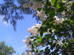 Гостиница У Домика Петра