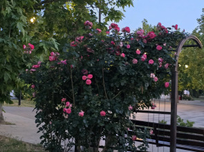 Апартаменты Парк Отель