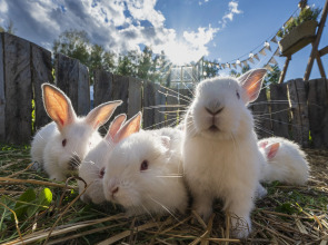 Загородный отель New Riga Village