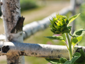 Мини-отель Подсолнухи