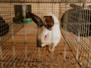 База отдыха Агротуристический комплекс Эль Ранчо