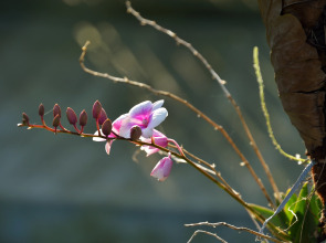 Отель Poonsiri Resort Aonang