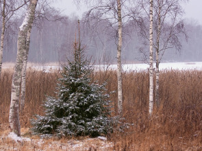 Коттеджный Комплекс Озерный Берег