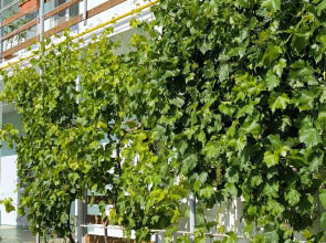 Гостевой Дом Oazis