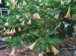 Гостевой Дом Бугенвилия