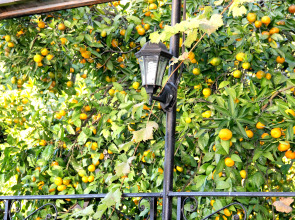 Мини-отель Мандариновый сад