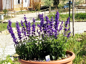 Glamping Viovillas Country House Arezzo