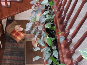 Гостевая Изба на Истре