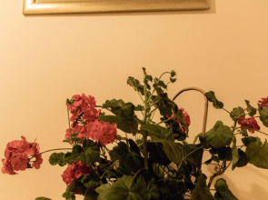 Домашний пансион ПонкаХаус