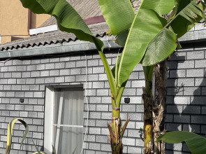 Гостевой Дом Солнечный Дворик Переулок Пихтовый 24