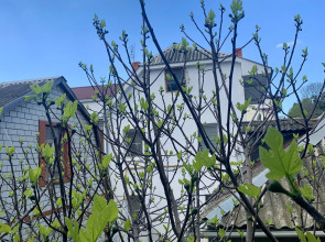 Гостевой дом Инжир