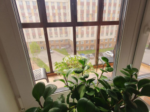 Квартира Слива