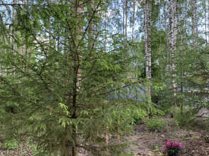 Частный дом A-фрейм в лесу Зеленого города