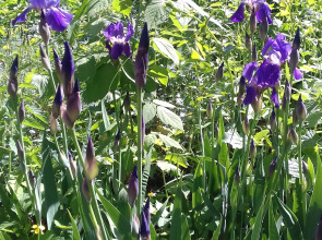 Гостиница У Домика Петра