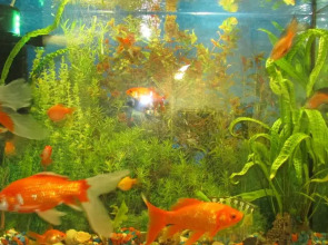 Отель Золотая рыбка