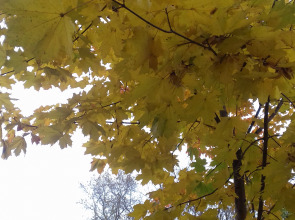 Гостиница У Домика Петра