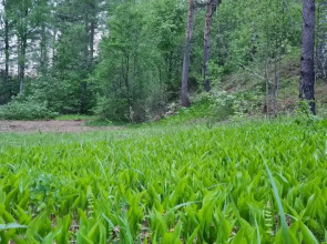 Апартаменты Валдай Пространство мечты 2