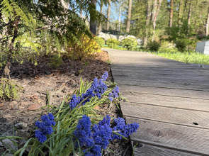 Коттедж 1 Скворешники