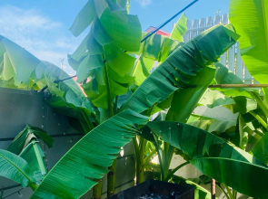 Гостевой дом на Яблочной