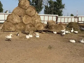 База отдыха Летучая рыба