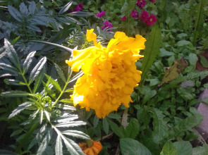 Гостиница У Домика Петра