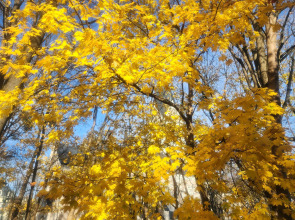 Апартаменты Амалиенау-Адальберт