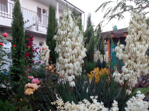 Гостевой Дом Цветок Граната