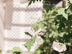 Гостевой дом Симирам