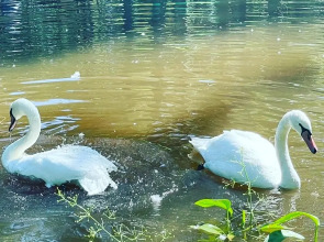 Жилое помещение Fivestars