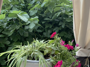 Гостевой дом Инжир