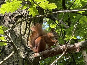 Квартира в центре Светлогорска