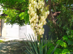 Меблированные комнаты Celica