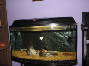 Мини-Отель Добрый Кот