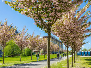 Апартаменты Indigo Apartments