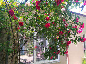 Меблированные комнаты Celica