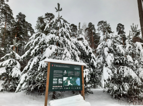 Бунгало Лесной Бункер