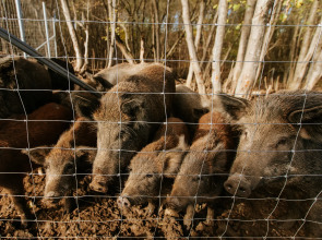База отдыха Агротуристический комплекс Эль Ранчо