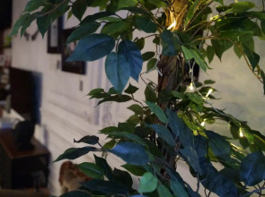 CULTAPART Квартира астролога