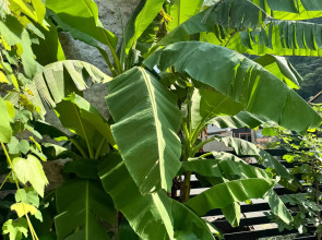 Апартаменты АИБГА